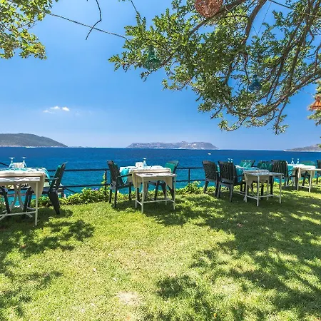 Sardunya Andifli Каш