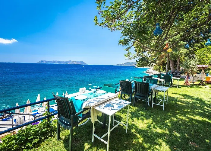 Sardunya Andifli 2* 카스